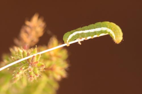 Xestia castanea